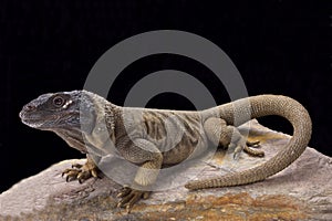 Angel Island chuckwalla (Sauromalus hispidus)