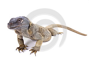 Angel Island chuckwalla (Sauromalus hispidus) photo