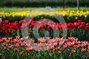 Angel Kiss Tulip - Mix at Veldheer Tulip Garden in Holland