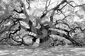 Angel Oak