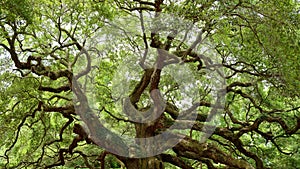 Angel Oak Tree