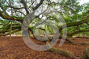 Angel Oak Tree In Charleston South Carolina