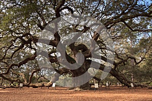 Angel Oak Tree Charleston South Carolina