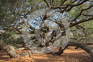 Angel Oak Tree Charleston South Carolina