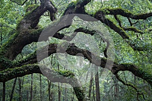 Angel Oak tree near Charleston