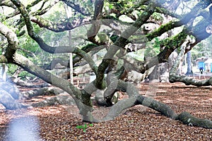 Angel Oak tree near Charleston, South Carolina