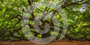 Angel Oak Tree Panorama