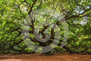 Angel Oak Tree in South Carolina