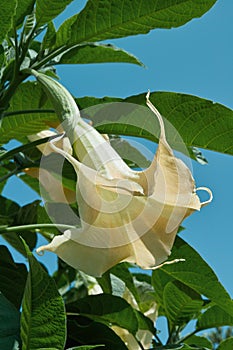 Angel`s trumpet, brugmansia arborea