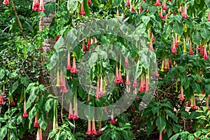 Angel`s trumpet Brugmansia insignis pink flowers - Florida, USA