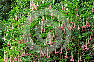 Angel`s trumpet Brugmansia insignis pink flowers - Florida, USA