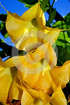 Angel's Trumpet close up