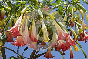 Angel`s Trumpet flowers or brugmansia Brugmansia suaveolens, family solanaceae