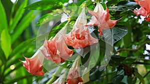 Angel`s Trumpet flowers mostly grows in tropical region of Southern India photo