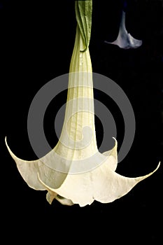 AngelÃÂ´s trumpets photo