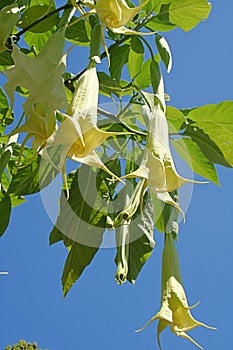 Angel's Trumpets