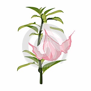 Angel`s trumpets. Brugmansia flowers. Brugmansia suaveolens medicinal flower pink Angel`s Trumpet