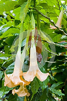 angelÂ´s trumpets (Brugmansia Versicolor), Grenada