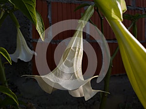 Angel`s trumpets flower of ornamental plant in garden near house at evening