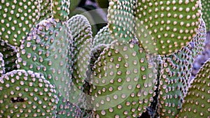 Angel`s-Wings, Bunny Ears, Polka Dot Cactus Opuntia microdasys in the Sonoran Desert, Arizona