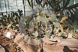 Angel`s wings cactus in Queen Sirikit Botanical Garden