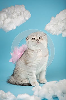 Angel shaped scottish kitten with pink little wings sits on a blue sky background among white clouds. Portrait of lovely