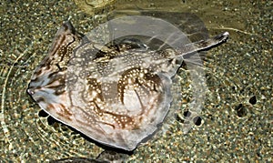 Angel Shark