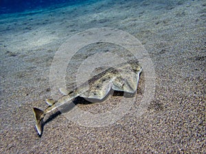 Angel Shark Squatina squatina swimming over the sand
