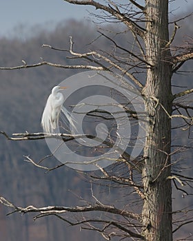 Angel in a Tree