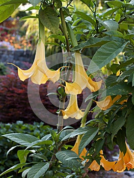 Angel trumpet