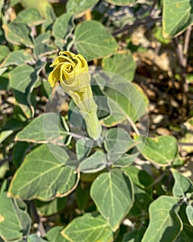 Angel trumpet.Datura stramonium- on the beach in Croatia, Europe