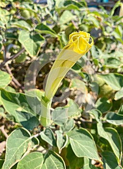 Angel trumpet.Datura stramonium- on the beach in Croatia, Europe