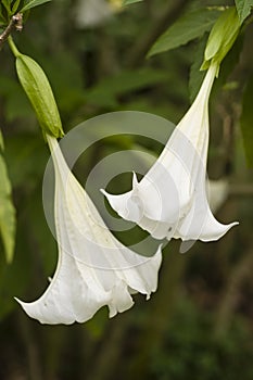 Angel trumpet flower