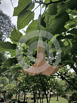 Angel Trumpets in the forest near coban rondo