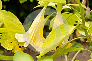 The angel trumpets are a genus of plants from the nightshade family