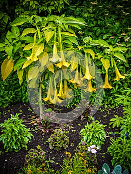 Angel trumpets