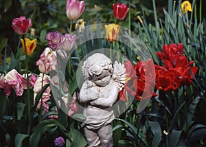 Angel in the Tulips