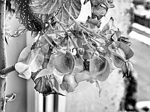 Angel Wing Begonia in Black and White
