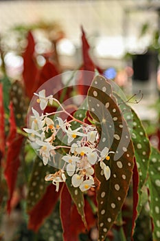 The angel wing begonia plant