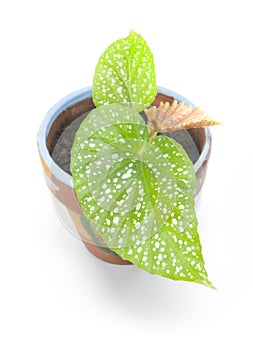 Angel Wing Begonia Plant