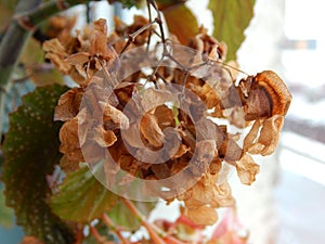 Angel Wing Begonia plant with dry flowers