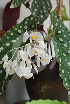 Angel Wing Begonia plant with white flowers and green leaves.