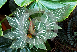 Begonia coccinea, Angel Wing Begonia