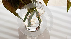 Angel Wing Begonia Rooting in Water