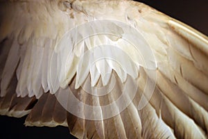 Angel wing (bird feathers from below)