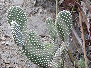 Angel wing or bunnie ear cactus