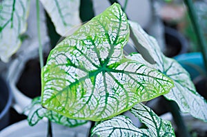 Angel wing caladium or candidum ,Caladium bicolor or Araceae