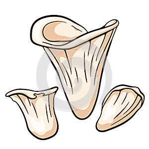 Angel wing inedible mushroom in cartoon style. Sketch, line art. Illustration Isolated on a white background.