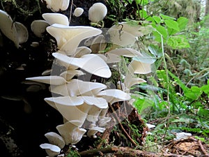 Angel Wing Mushrooms - Pleurocybella porrigens