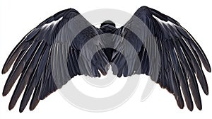 An angel wing with natural black plumage, isolated on a white background.
